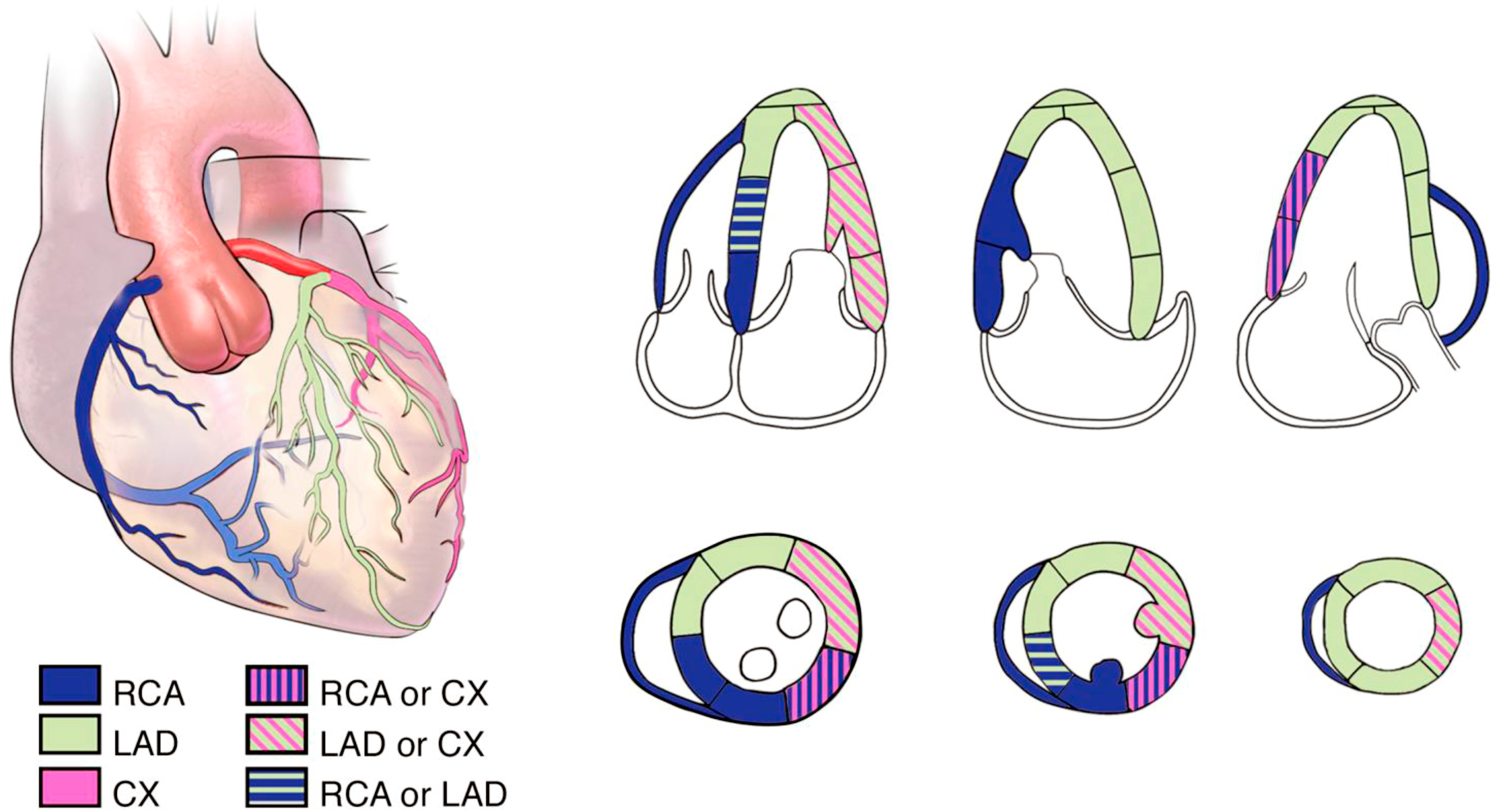apikale Schnittebene